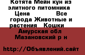 Котята Мейн-кун из элитного питомника › Цена ­ 20 000 - Все города Животные и растения » Кошки   . Амурская обл.,Мазановский р-н